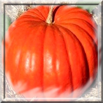 potiron-rouge-vif-d-etampes-www-graines-de-bambous-fr-www-grainesdebambous-com.jpg