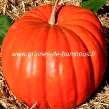 potiron-rouge-vif-d-etampes-www-graines-de-bambous-fr.jpg