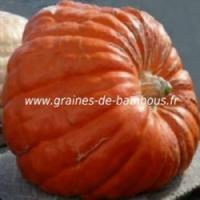 Potiron atlantic giant graines de bambous fr