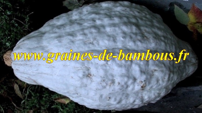 Potiron blue hubbard graines de bambous fr