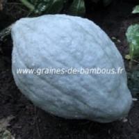 Potiron blue hubbard large graines seeds samen cucurbita maxima