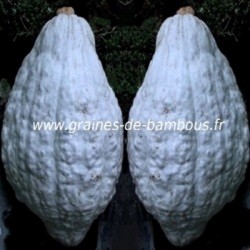 Potiron blue hubbard www graines de bambous fr