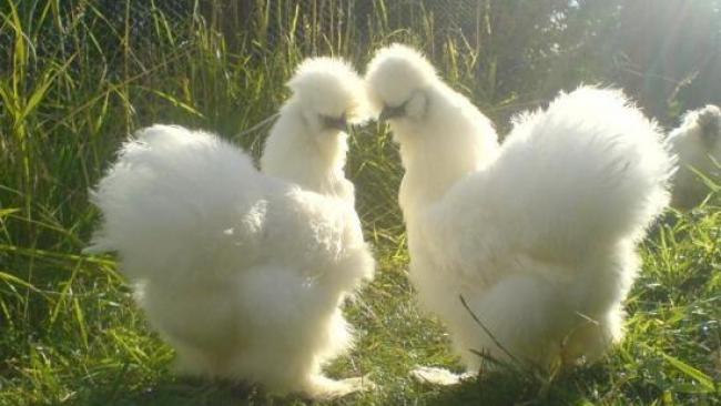 Poule de soie blanche