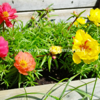 Pourpier a grandes fleurs mix portulaca grandiflora www graines de bambous fr 1 