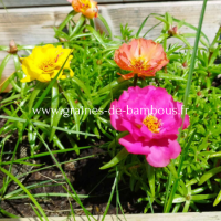 Pourpier a grandes fleurs mix portulaca grandiflora www graines de bambous fr