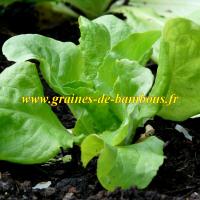 Laitue romaine Sucrine – Semences du Portage