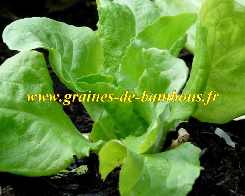 Pousse de laitue romaine