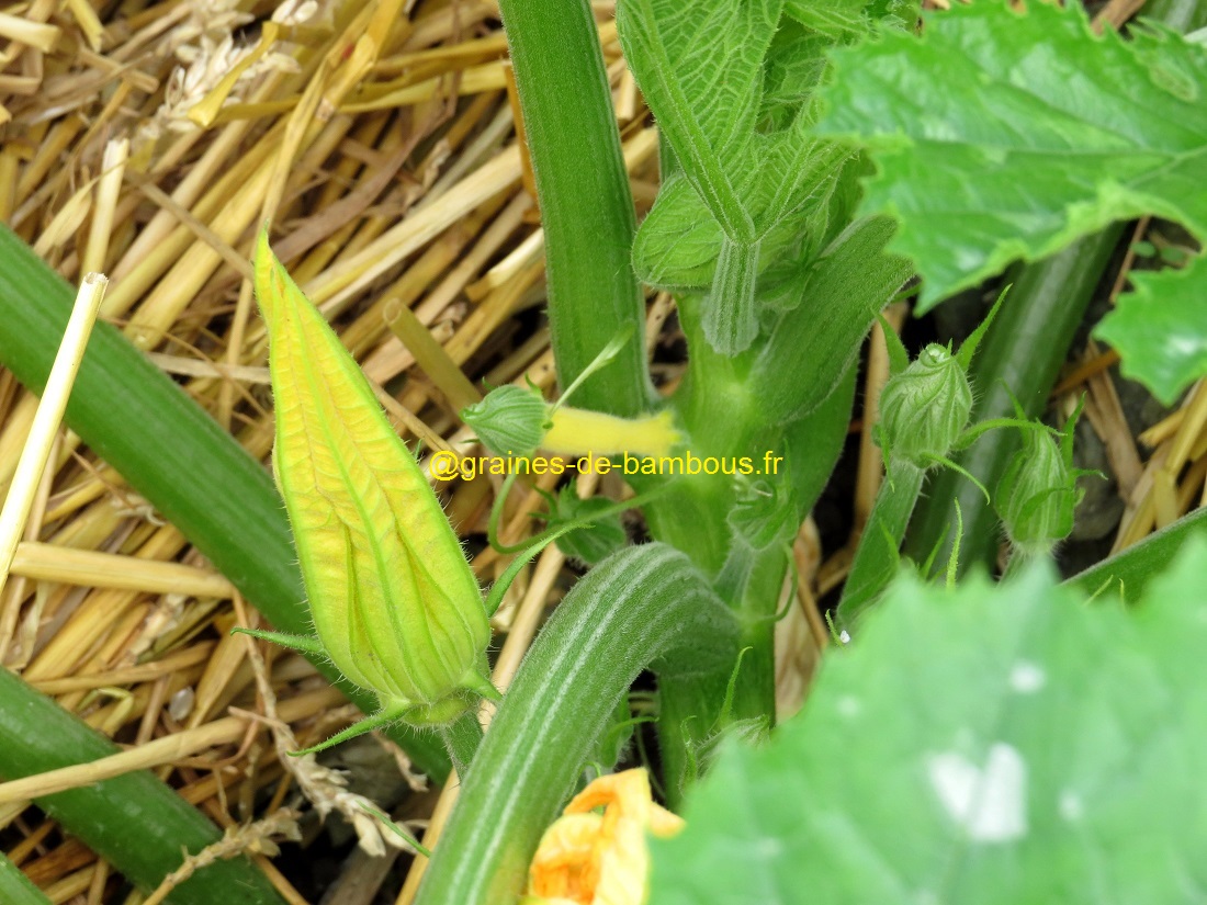 Premiere petite courgette jaune sur plant