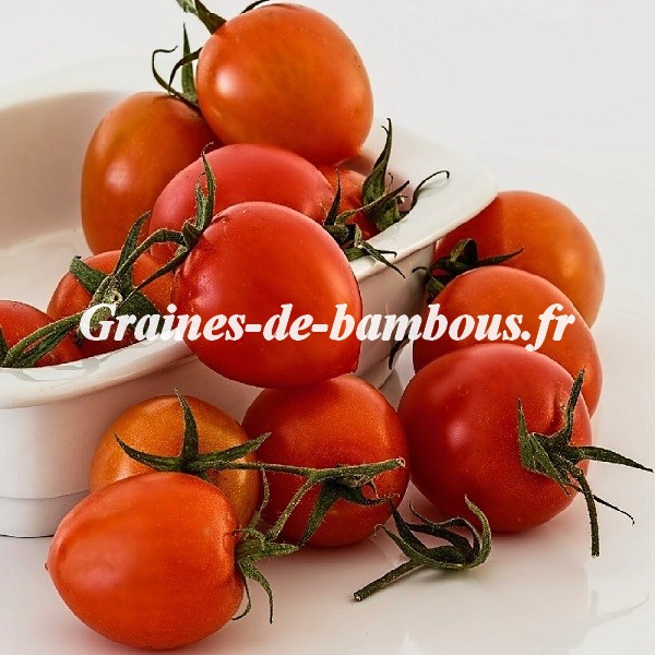 Principe borghese graines de tomate grainesdebambous com