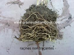 racines-non-tracantes-2.jpg