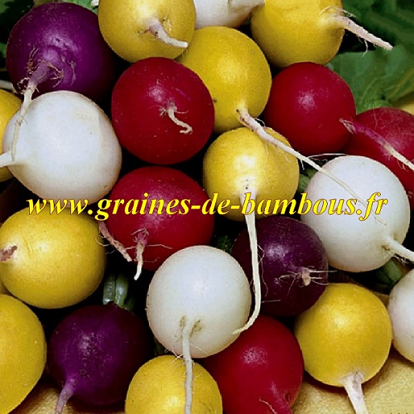 Légumes Radis variétés rondes mixte Graines
