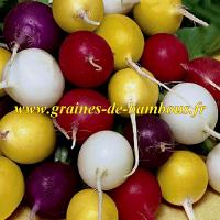 Radis couleur mix