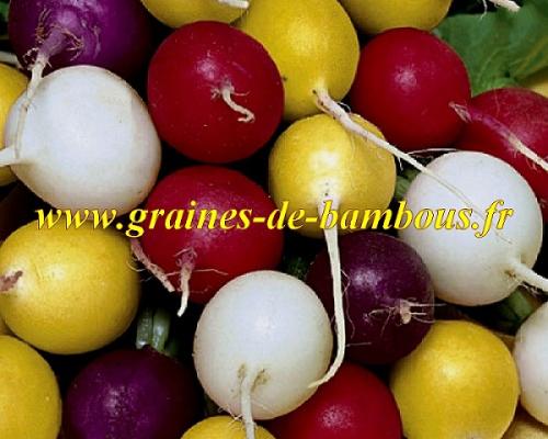 Radis couleur mix