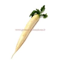 Radis daikon