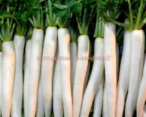 Radis geant blanc