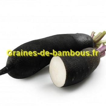 Radis noir long graines