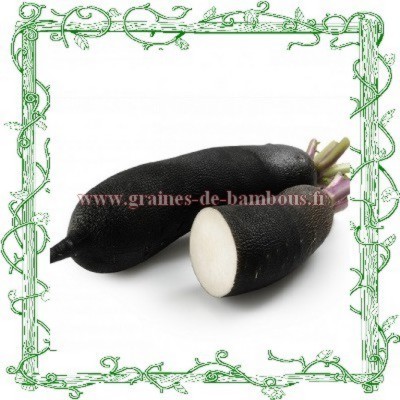 Radis noir www graines de bambous fr
