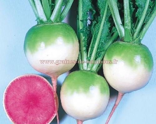 Radis red meat