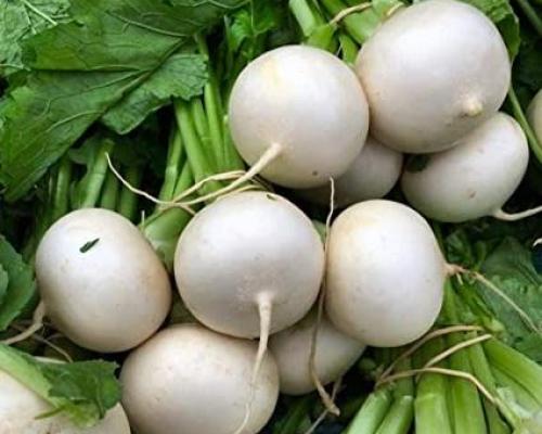 Radis rond blanc graines de bambous fr