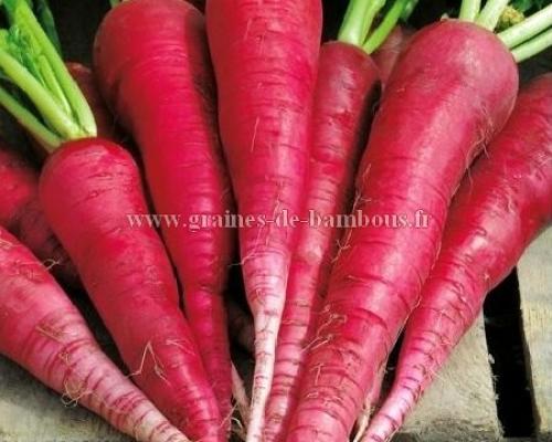 Radis rose long ostergruss