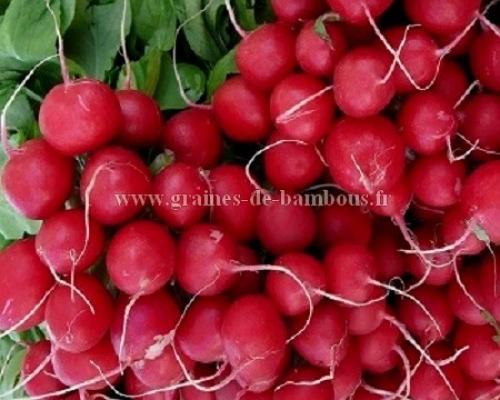 Radis rouge saxa