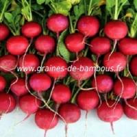 Radis saxa 2 graines de bambous fr