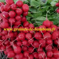 Radis saxa rouge graines