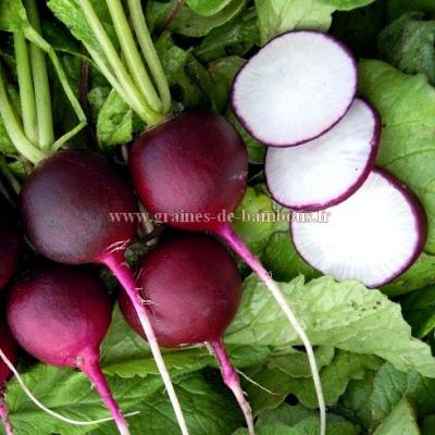 Radis violet malaga