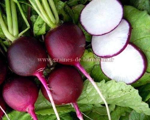 Radis violet malaga