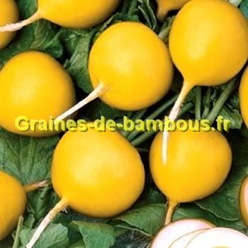 Radis zlata graines