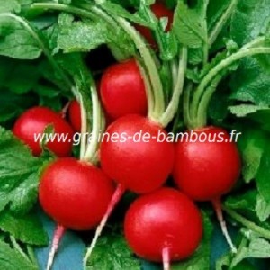 Radis