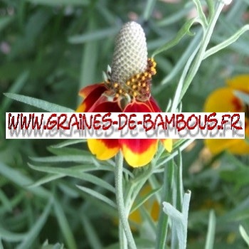 Ratibida 4000 graines de bambous fr