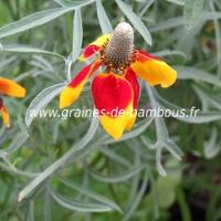 Ratibida fleurs chapeau mexicain graines de bambous fr