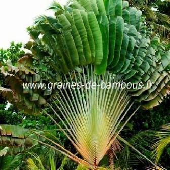 Arbre du voyageur Ravenala madagascariensis réf.674