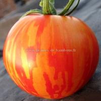 Red zebra graines de tomate