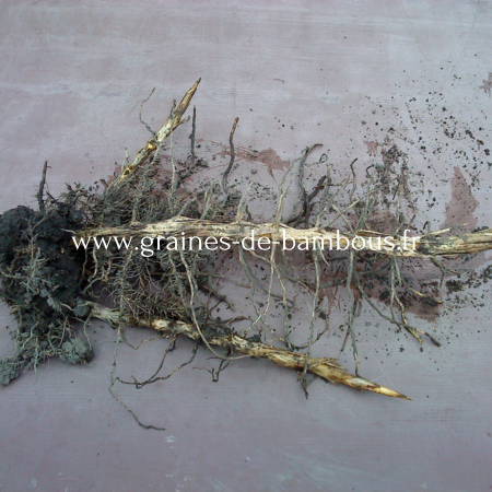 rhizomes-tracants-2.jpg