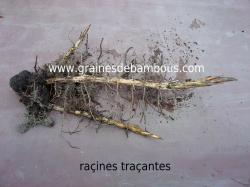 rhizomes-tracants-3.jpg