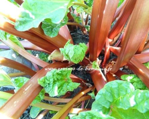 Rhubarb 54084 1280