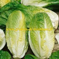 Romaine blonde maraichere graines de laitue