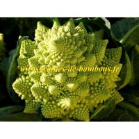 Romanesco chou fleur vert graines