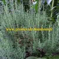 Graines de Romarin officinal – Plante vivace aromatique incontournable!