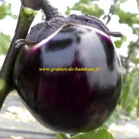 Ronde de valence graines aubergine