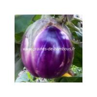 Rosa bianca aubergine graines de bambous fr