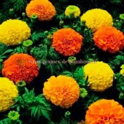 Cosmos Orange Crest GRAINES DE BAMBOUS