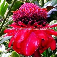 rose-de-porcelaine-etlingera-eliator-www-graines-de-bambous-fr.jpg