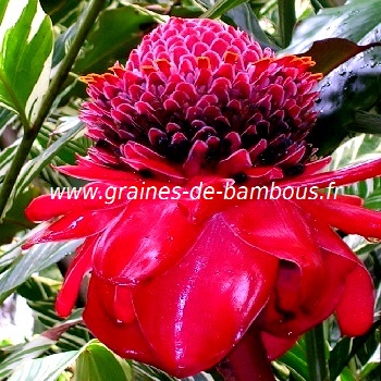 rose-de-porcelaine-etlingera-eliator-www-graines-de-bambous-fr.jpg