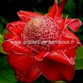 Rose porcelaine - Elatior rouge réf.520