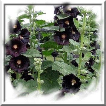 rose-tremiere-noire-www-graines-de-bambous-fr-www-grainesdebambous-com.jpg