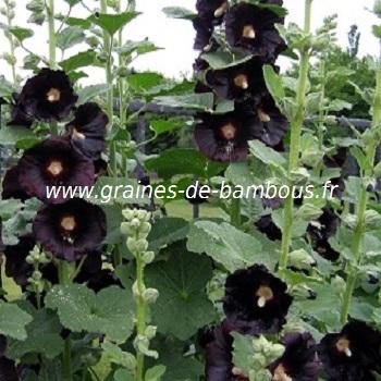 rose-tremiere-noire-www-graines-de-bambous-fr.jpg