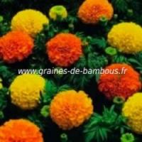 Rose d inde tagetes erecta graines